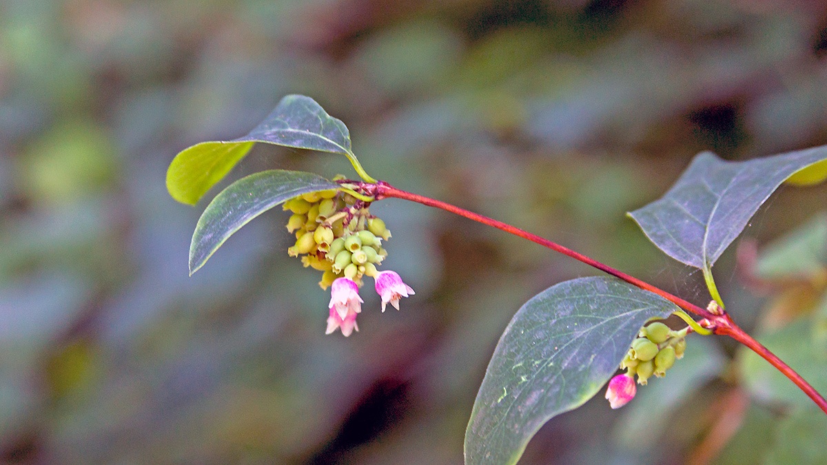 Common Snowberry [Symphoricarpos albus]