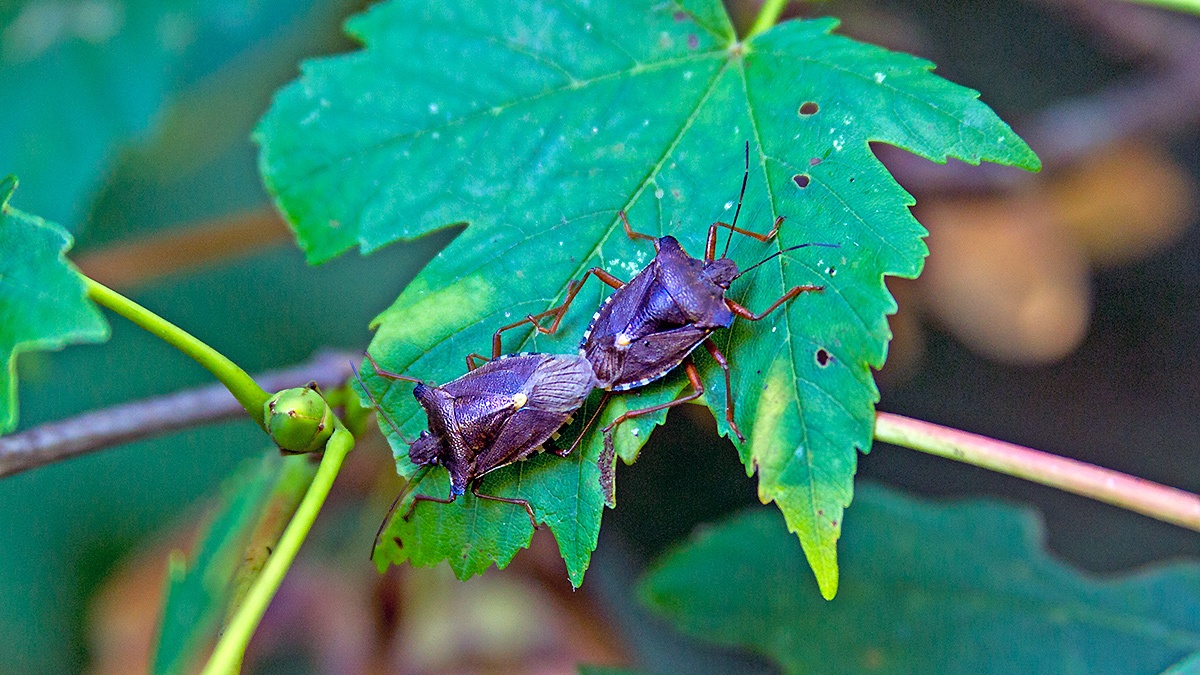 Forest Bug [Pentatoma rufipes]