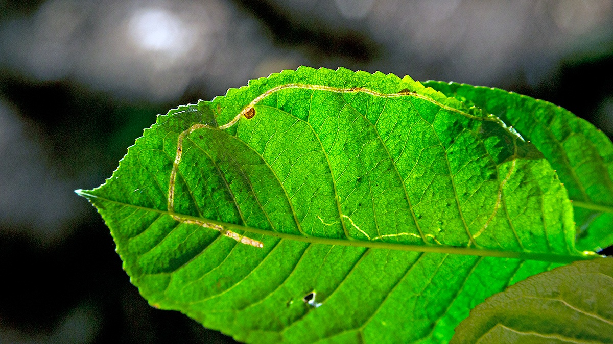 Apple Leaf Miner [Lyonetia clerkella?]