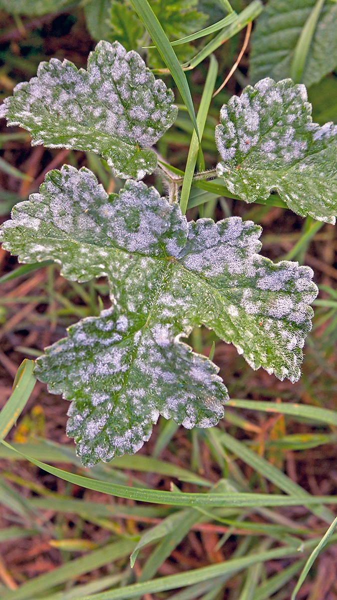 powdery mildew [Erysiphe heraclei]