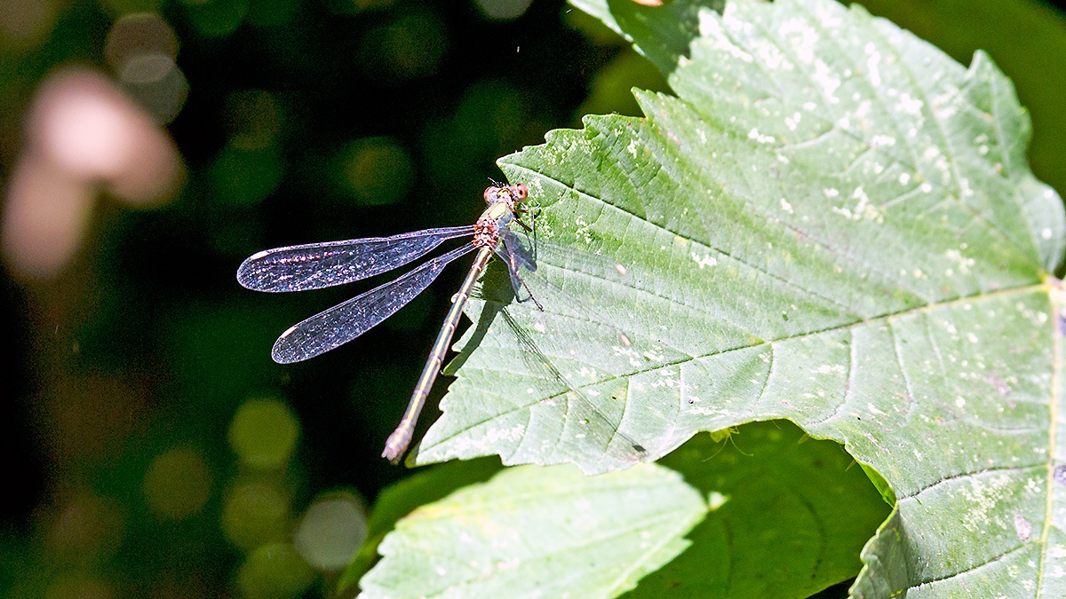 Willow Emerald Damselfly [Chalcolestes viridis]