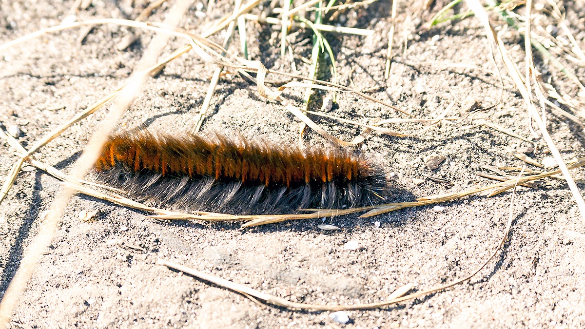 Fox Moth [Macrothylacia rubi]