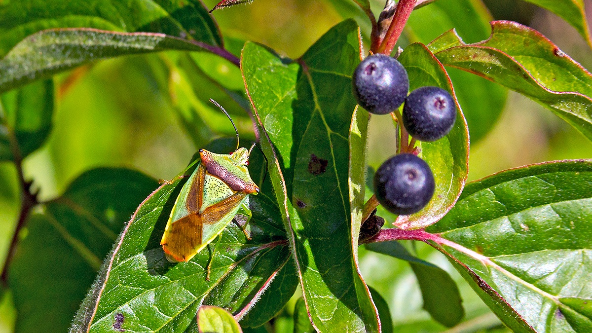 Hawthorn Shield Bug [Acanthosoma haemorrhoidale]