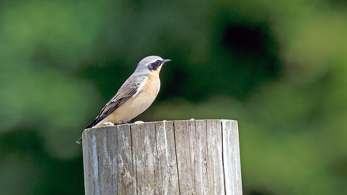 Northern Wheatear [Oenanthe oenanthe oenanthe ]