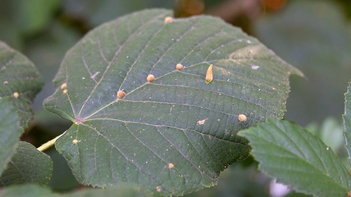 2 different galls on lime [Tilia sp.]