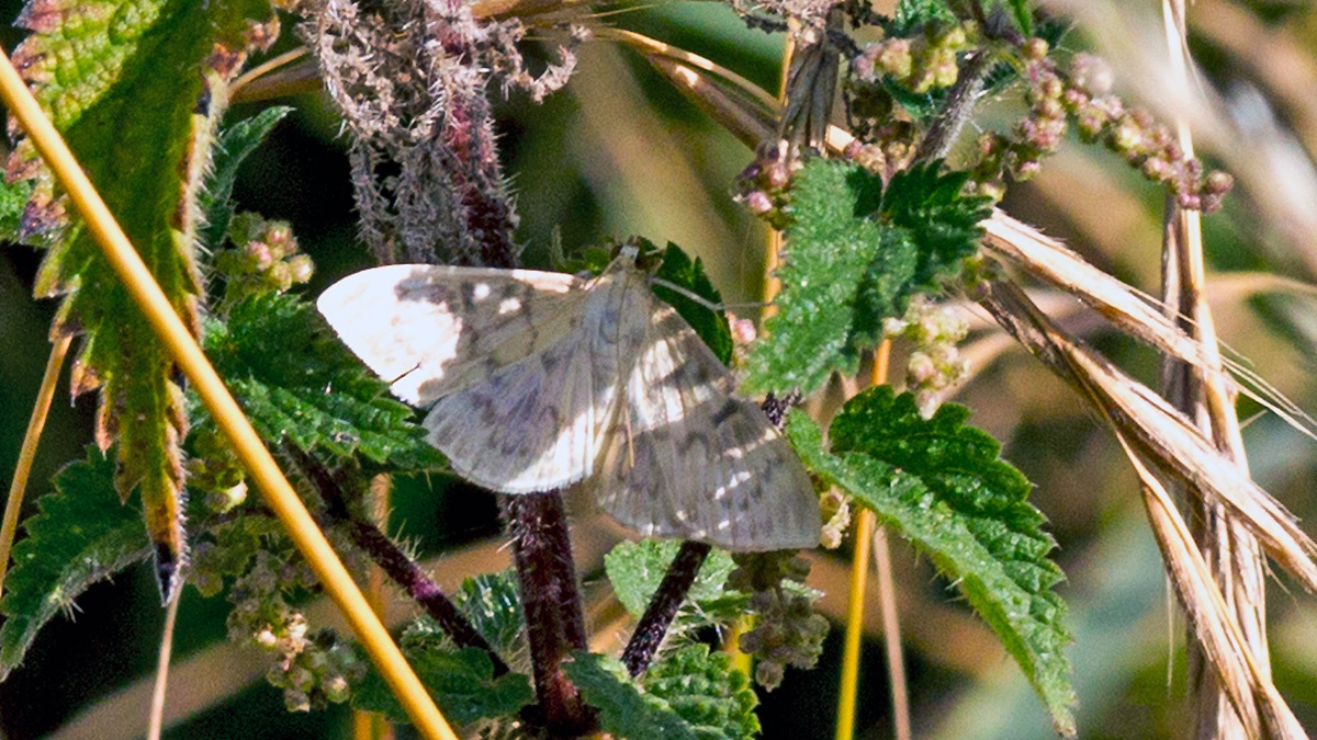 Mother of Pearl [Patania ruralis]