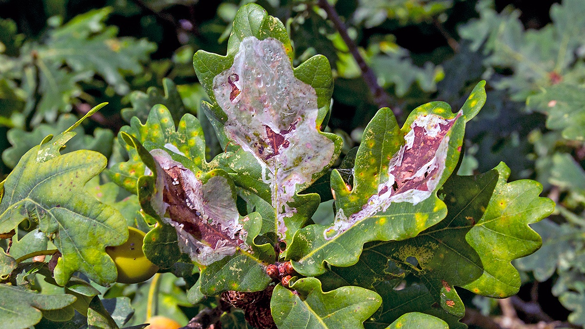 Oak Cloud [Acrocercops brongniardella]
