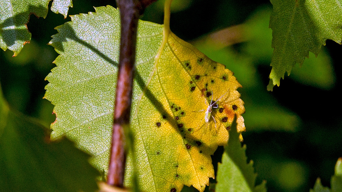 Silver Birch Aphid [Euceraphis betulae]