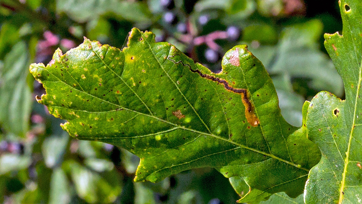moth larva leaf mine [Stigmella sp.]