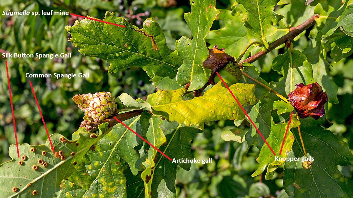 multiple moth larva induced galls and a leaf mine on English Oak
