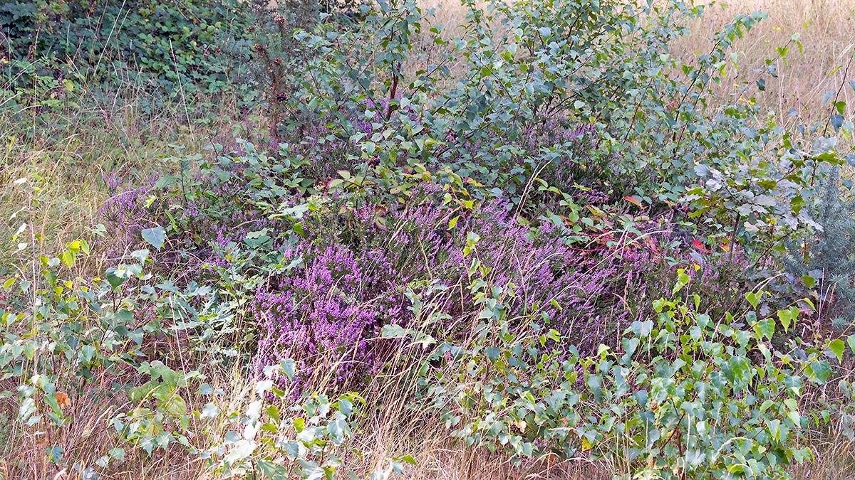 Common Heather (or Ling) [Calluna vulgaris]