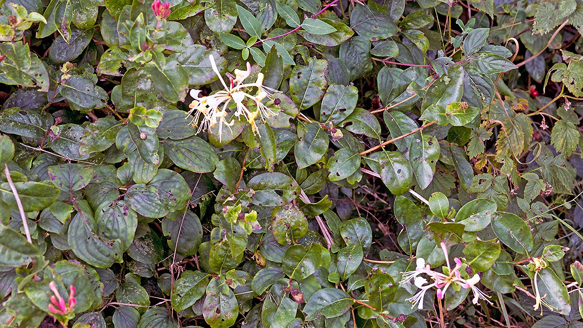 Common Honeysuckle [Lonicera periclymenum]