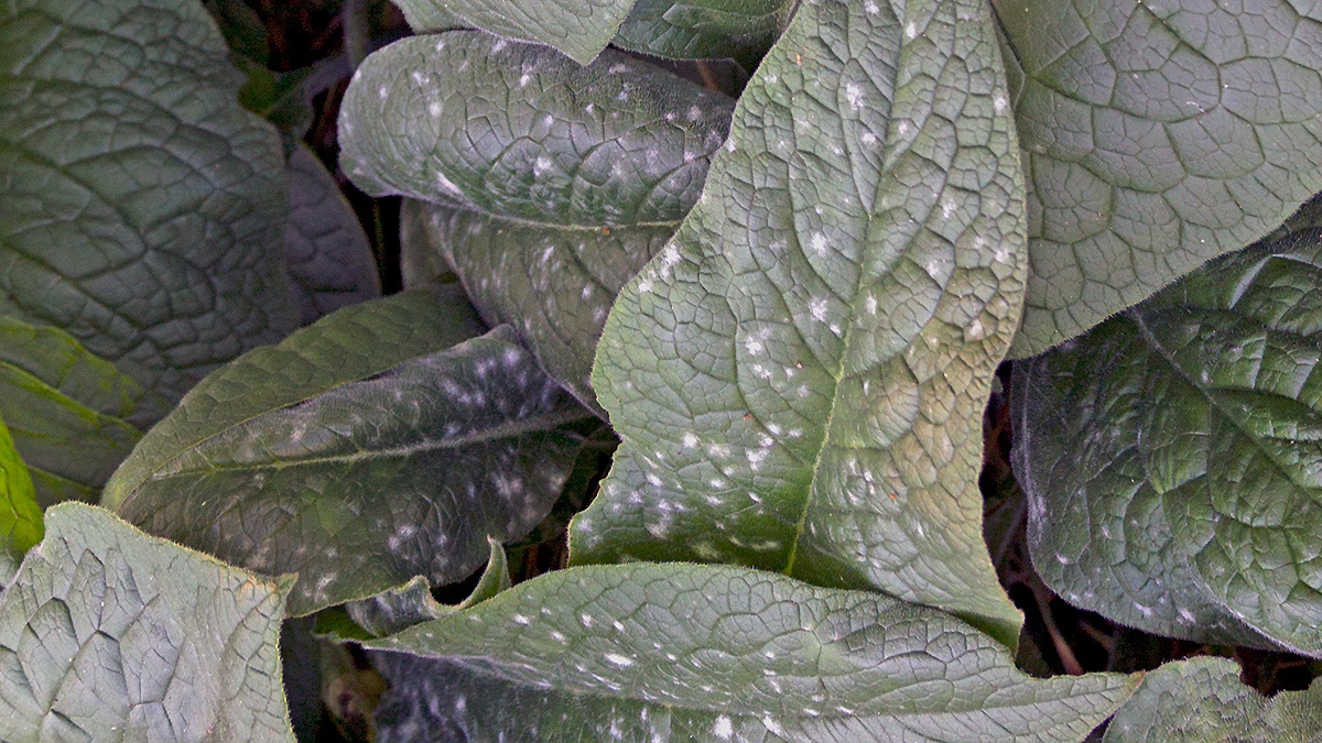 powdery mildew [Golovinomyces cynoglossi?]