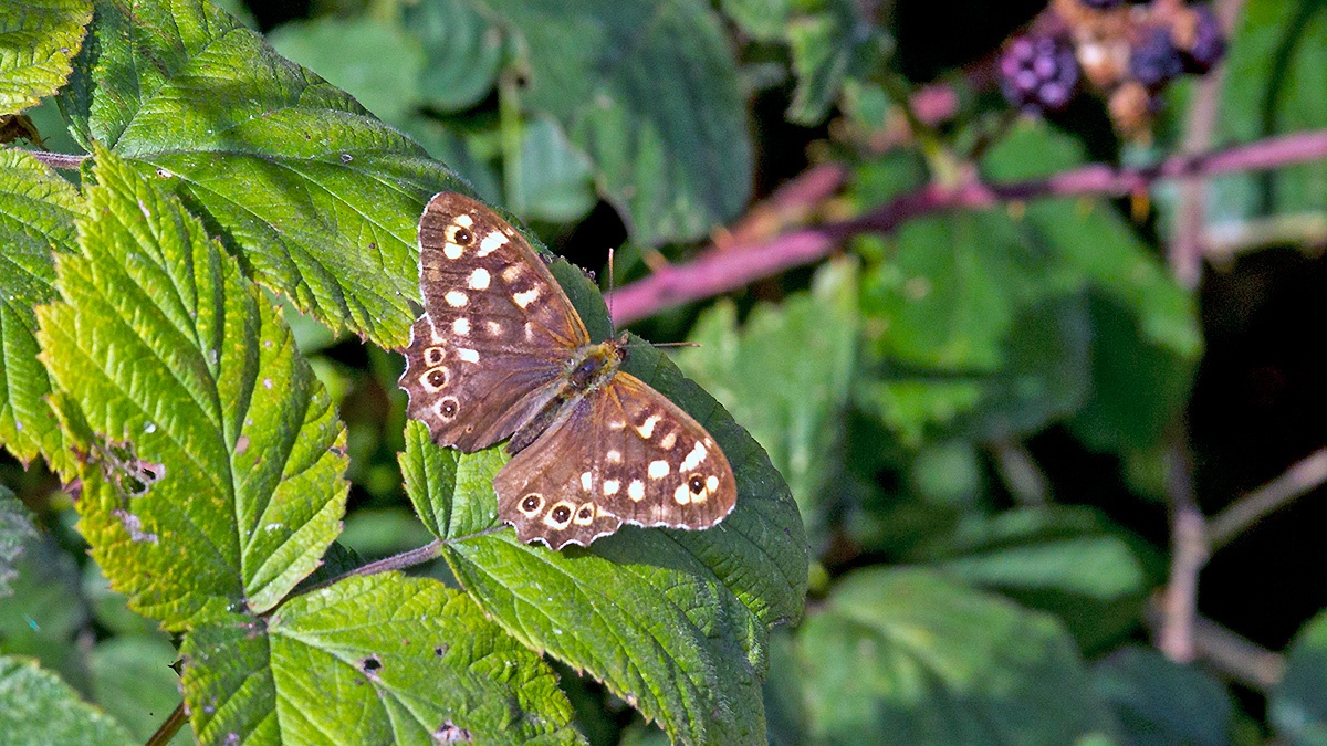 Speckled Wood [Pararge aegeria]
