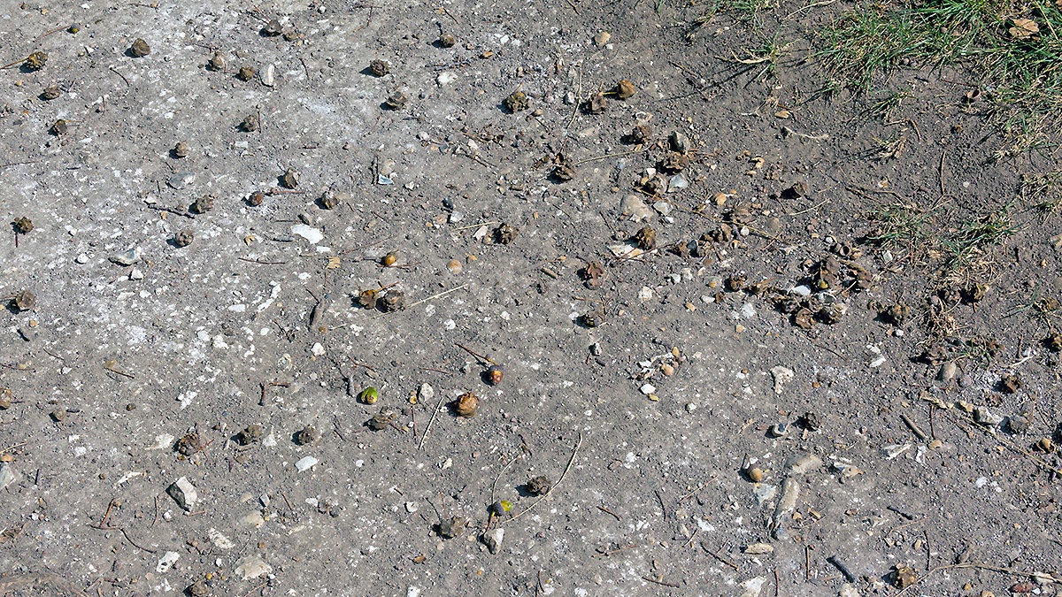 Knopper Galls fallen from oak trees