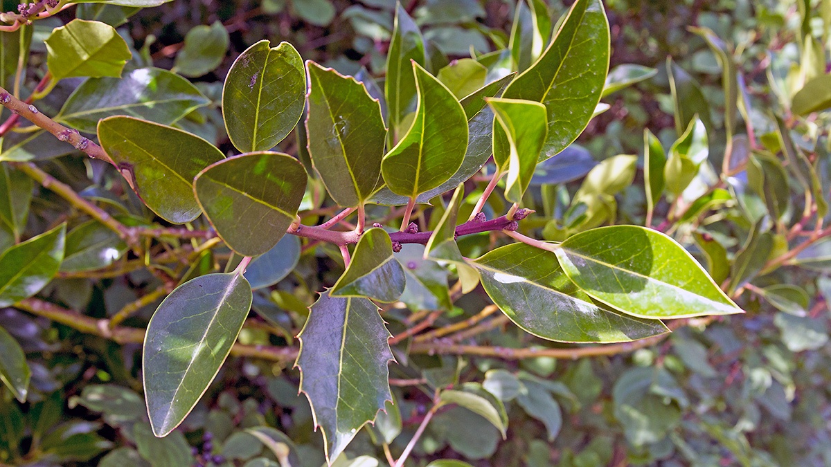 Common Holly [Ilex aquifolium]