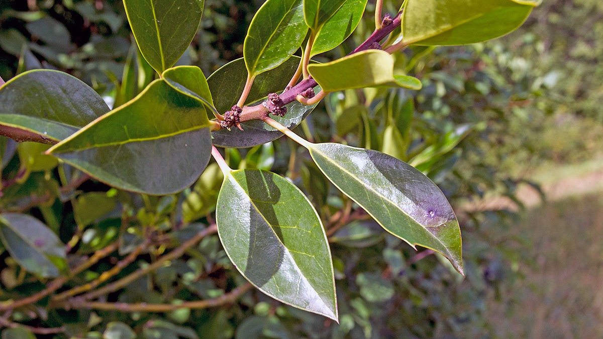 Common Holly [Ilex aquifolium]