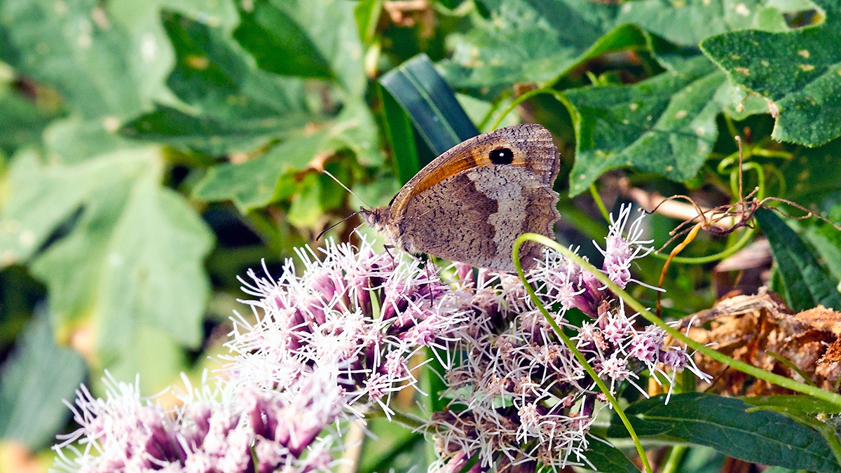 Meadow Brown [Maniola jurtina insularis]