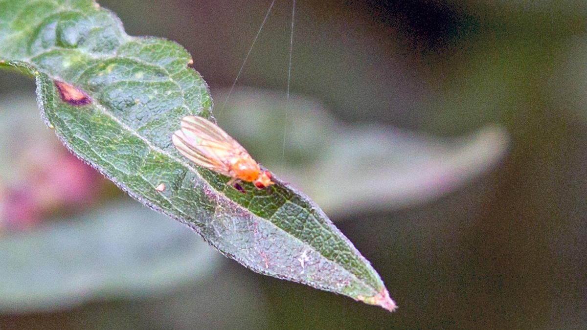 Lauxaniid fly [Meiosimyza rorida?]