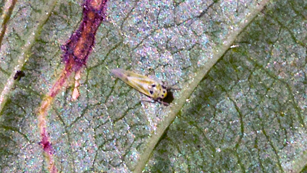 leafhopper [Arboridia ribauti]