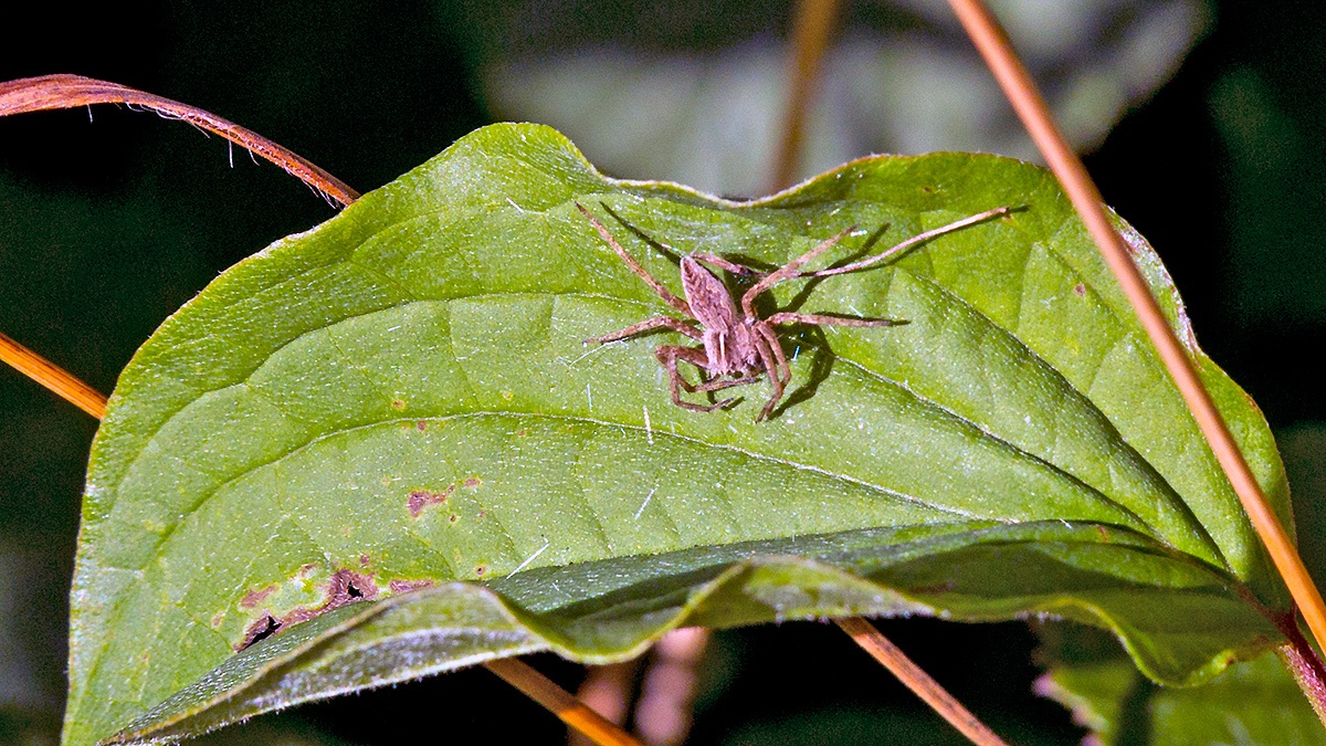 European Nursery Web Spider [Pisaura mirabilis]