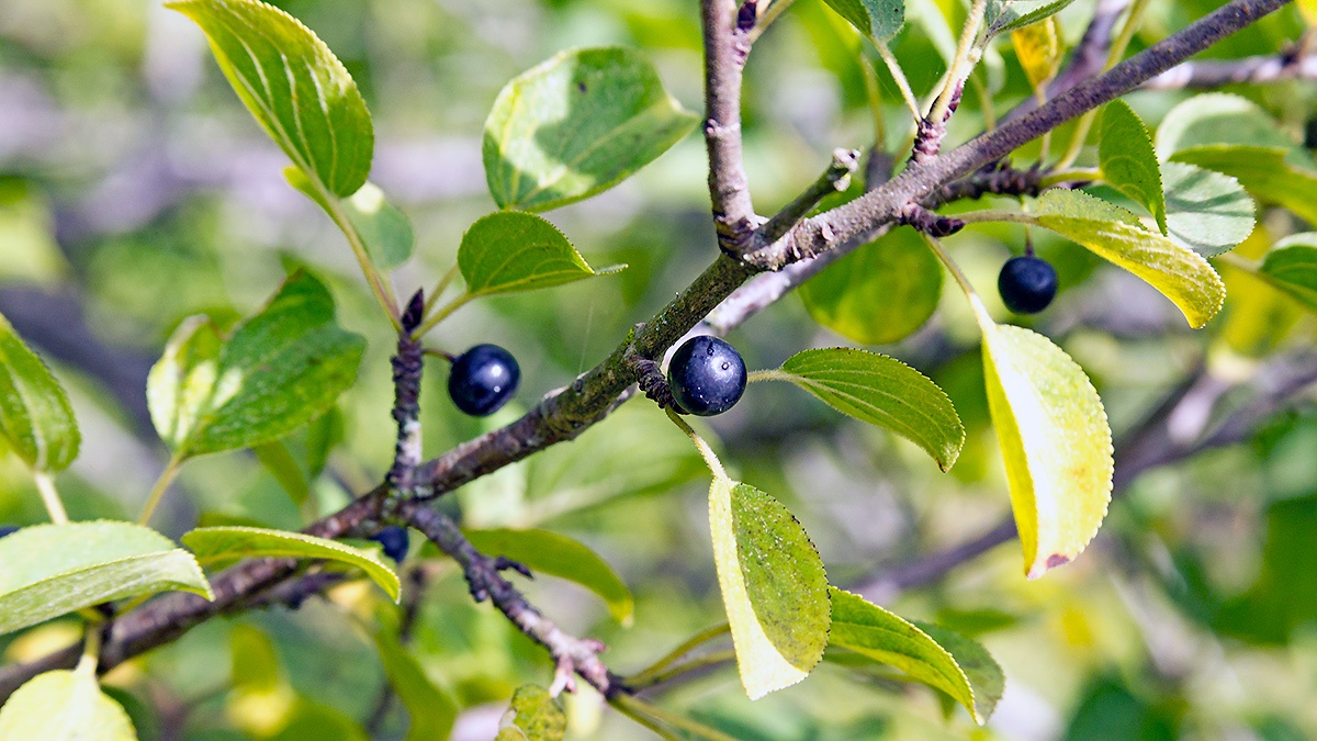 Common Buckthorn [Rhamnus cathartica]