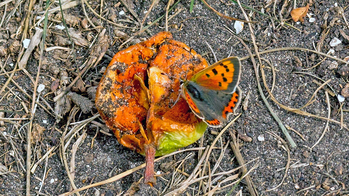 Small Copper [Lycaena phlaeas eleus]