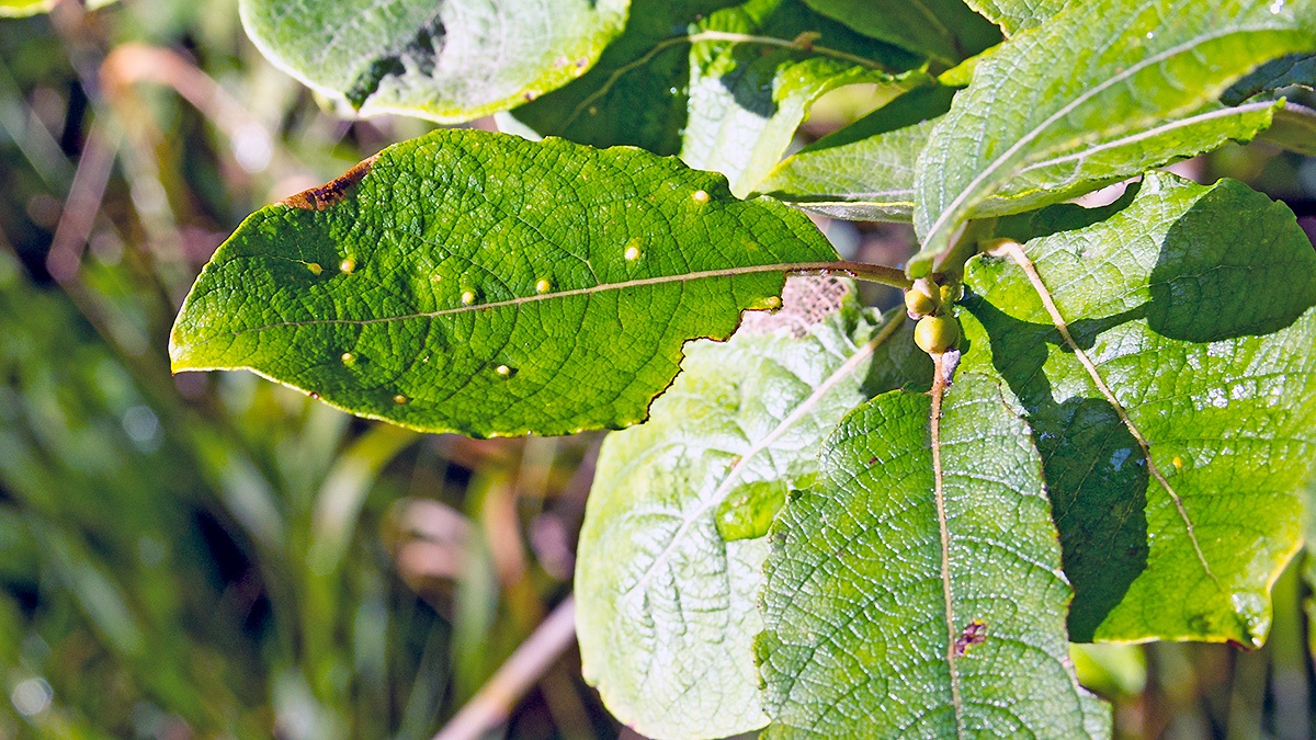Sallow Gall Midge [Iteomyia capreae]