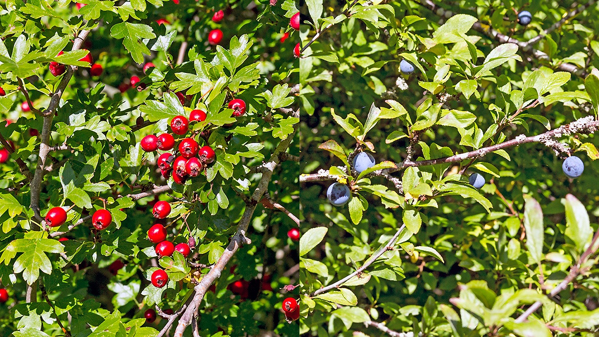 Hawthorn and Blackthorn berries