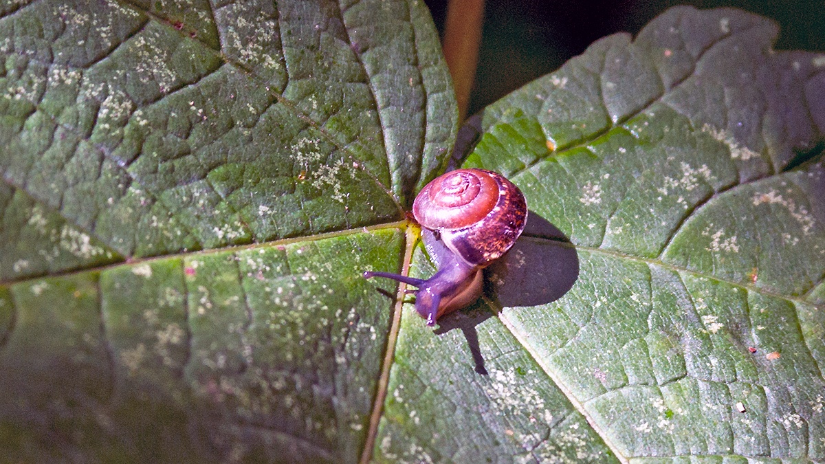White-lipped Snail [Cepaea hortensis]
