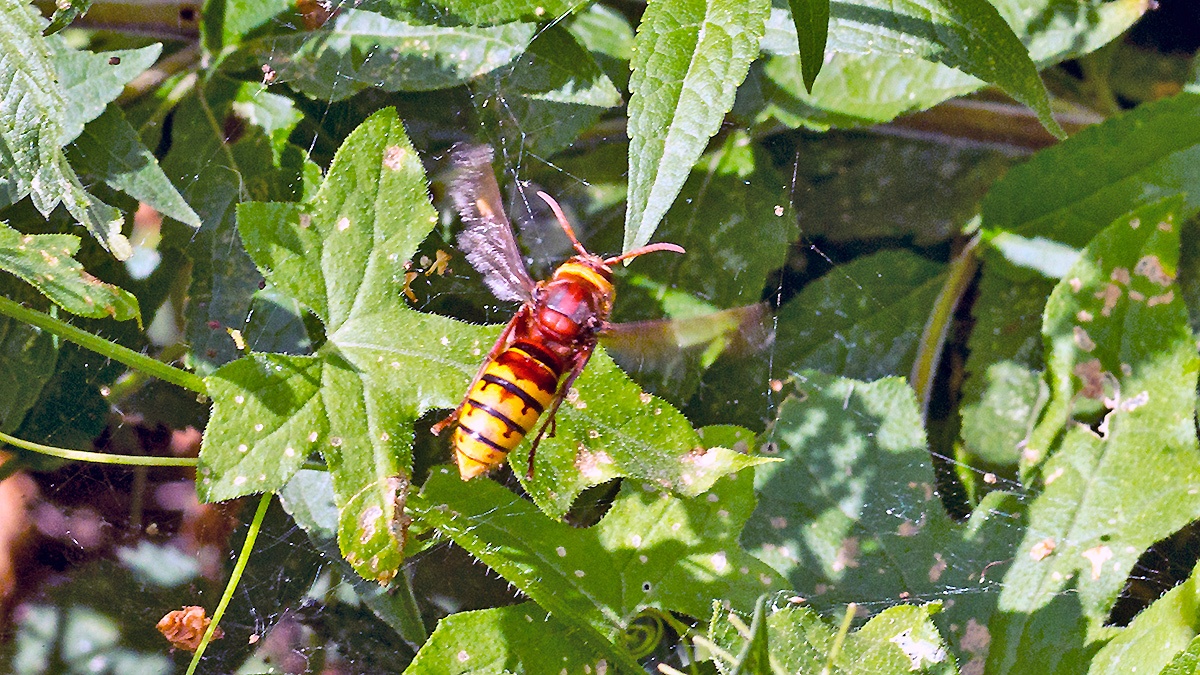 European Hornet [Vespa crabro]