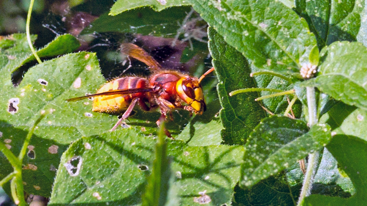 European Hornet [Vespa crabro]