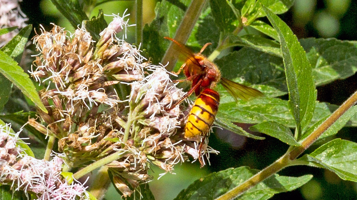 European Hornet [Vespa crabro]