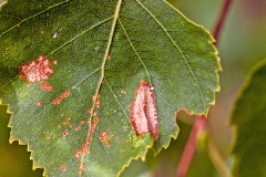 leaf mine (?) on Silver Birch