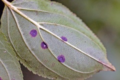 Buckthorn Bent-wing [Bucculatrix frangutella]