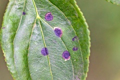 Buckthorn Bent-wing [Bucculatrix frangutella]