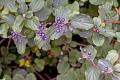 Common Dogwood [Cornus sanguinea]