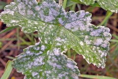 powdery mildew [Erysiphe heraclei]