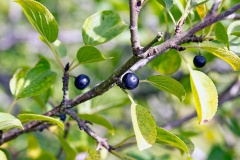 Common Buckthorn [Rhamnus cathartica]
