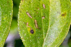 Buckthorn Bent-wing [Bucculatrix frangutella]