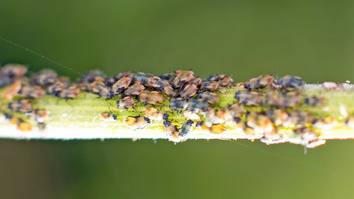 Fly Honeysuckle Aphid [Hyadaphis foeniculi?]