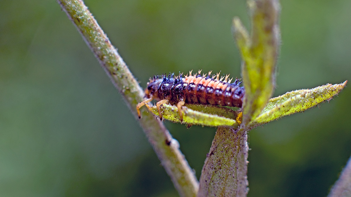 Harlequin Ladybird [Harmonia axyridis]