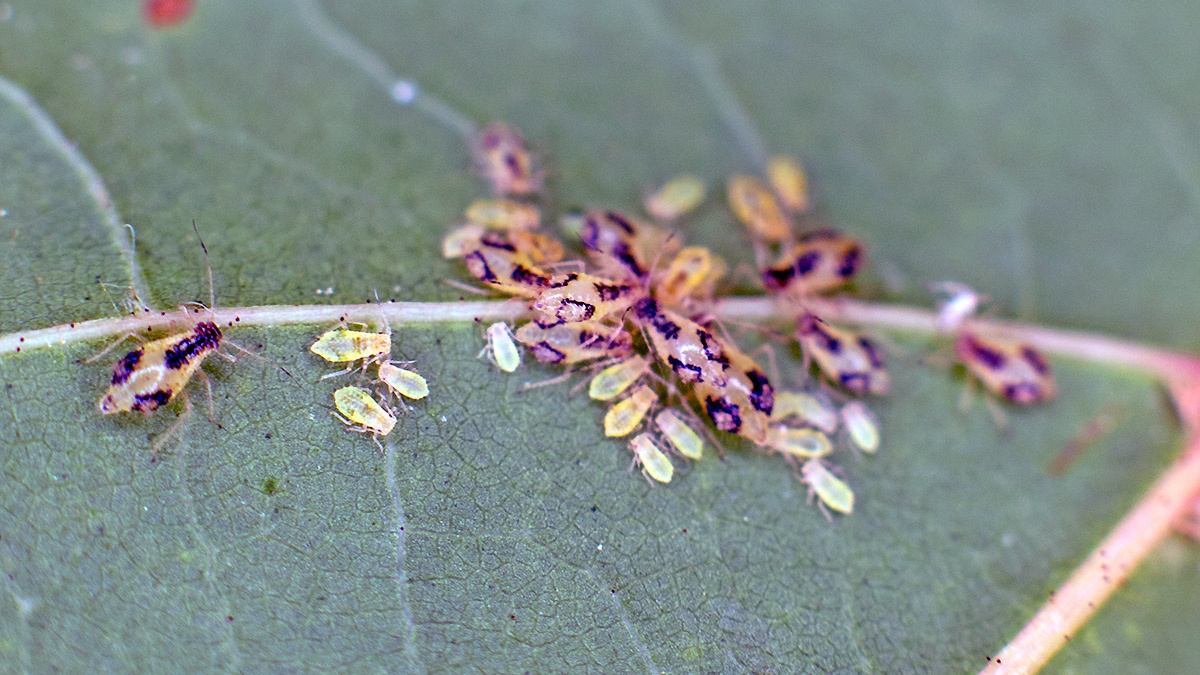 Norway Maple Periphyllus Aphid [Periphyllus lyropictus]