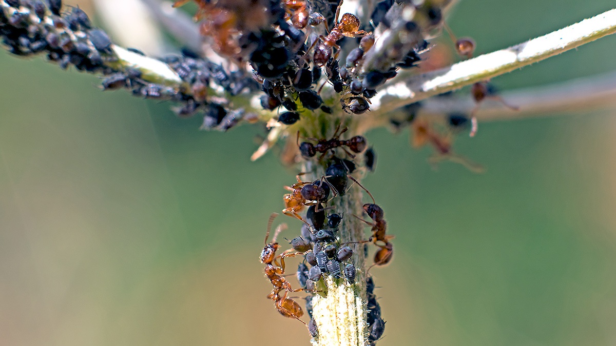 Black Bean Aphid [Aphis fabae]