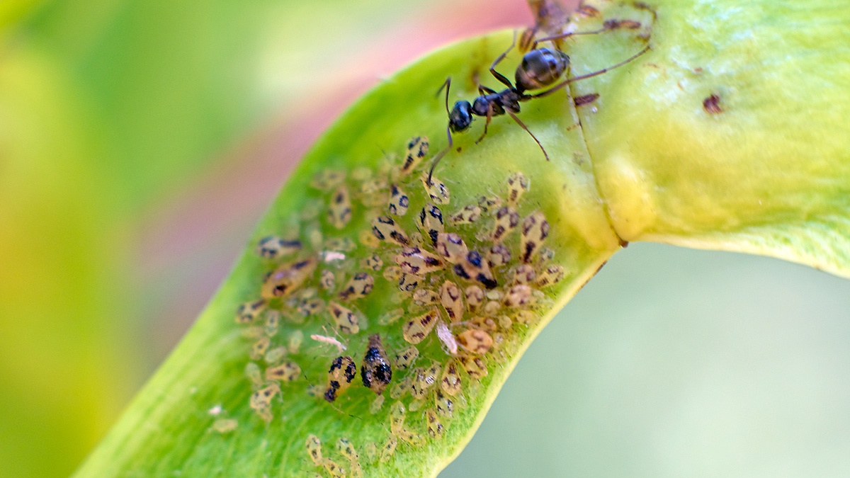 Norway Maple Periphyllus Aphid [Periphyllus lyropictus]
