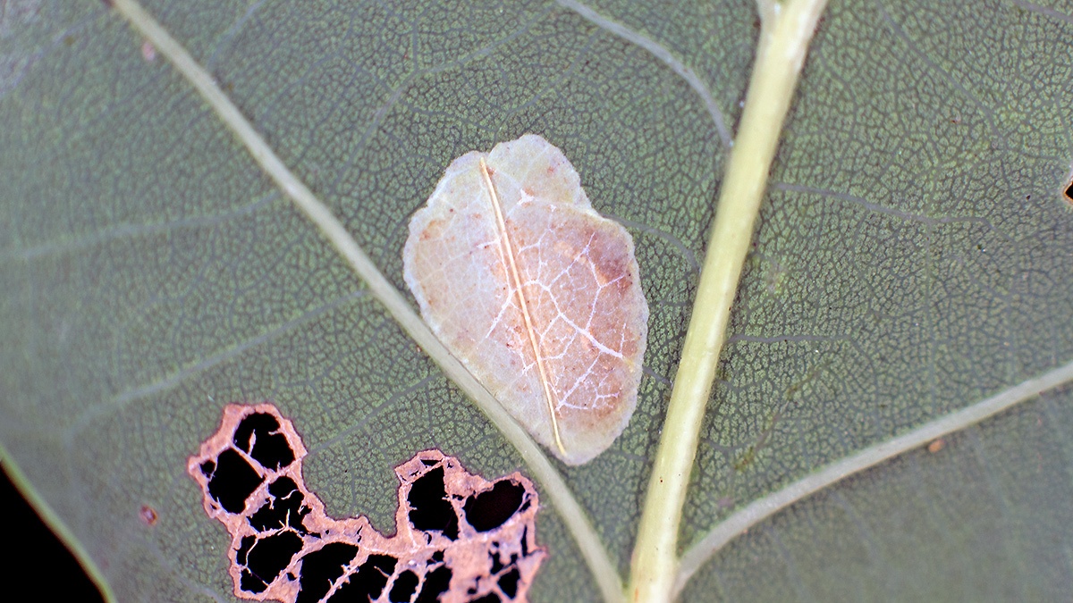 Common Oak Leaf-miner [Phyllonorycter quercifoliella?]