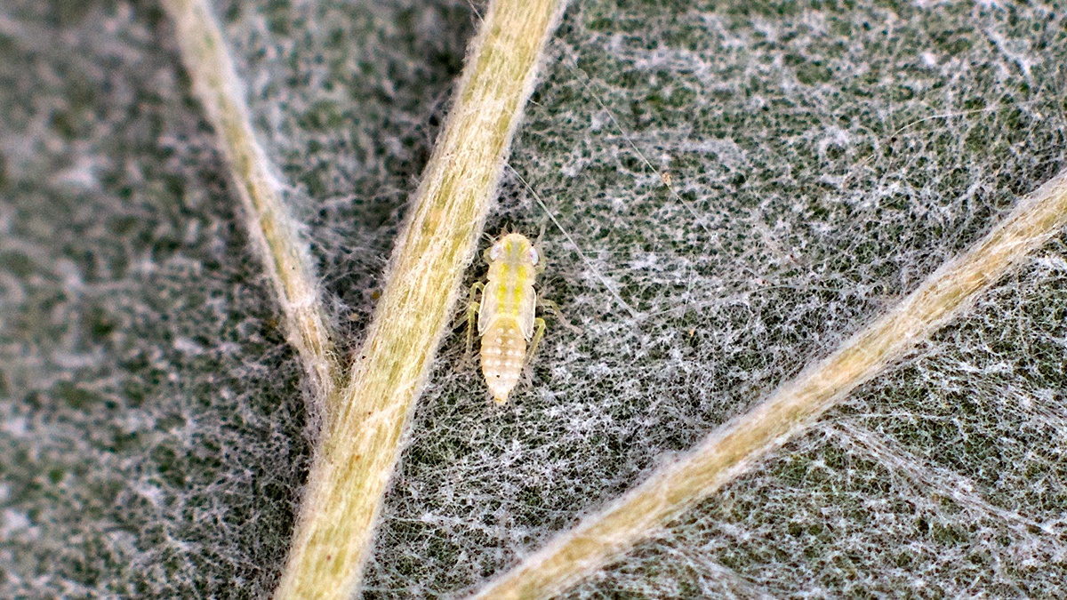 leafhopper [Edwardsiana sp.?]