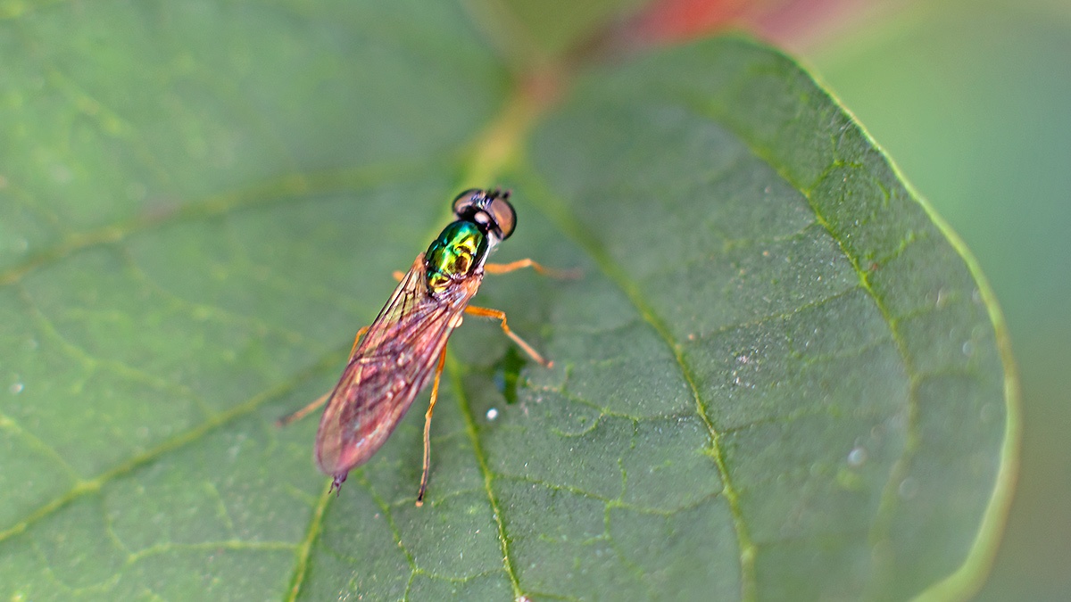 Twin-spot Centurion [Sargus bipunctatus]