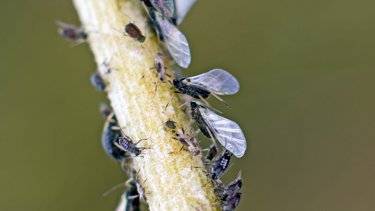 Black Bean Aphid [Aphis fabae]