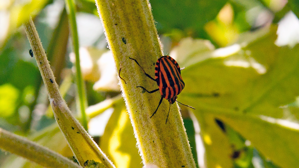 Striped Shieldbug [Graphosoma italicum]